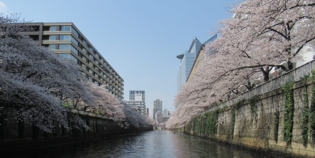 目黒川のお花見 女将のブログ 東京 品川発の屋形船 船清